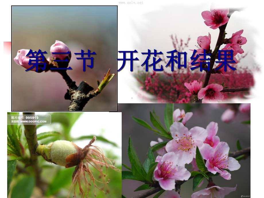 开花和结果(讲课课件).ppt_第2页