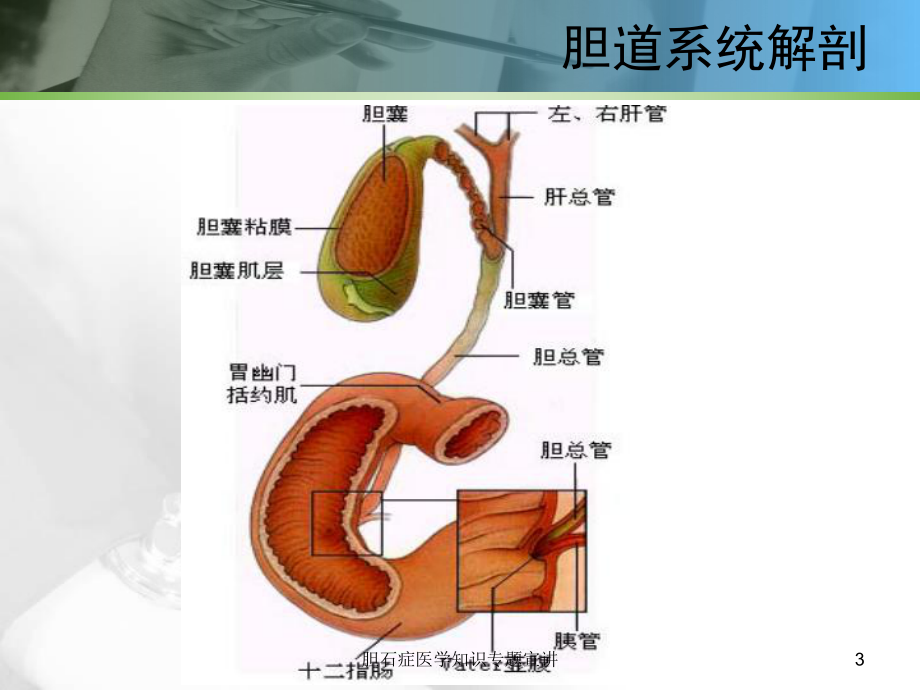 胆石症医学知识专题宣讲培训课件.ppt_第3页