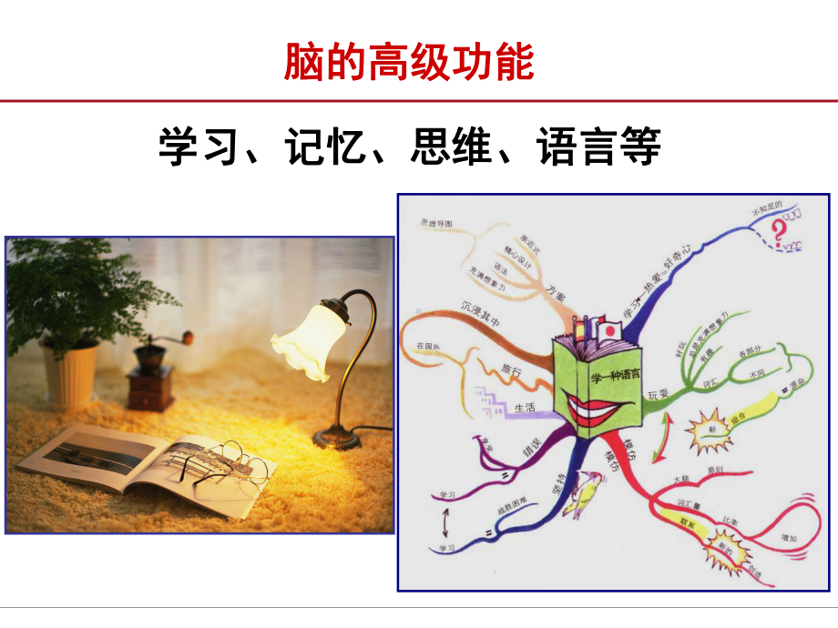 临床生理学脑的高级功能课件.ppt_第2页