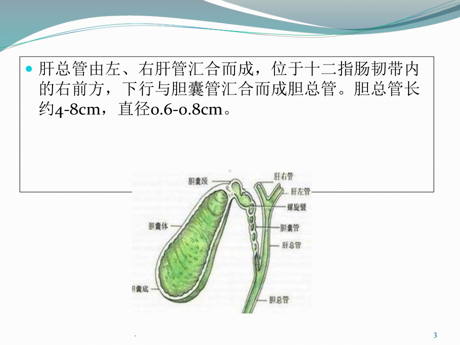 胆道系统超声诊断医学课件.ppt_第3页