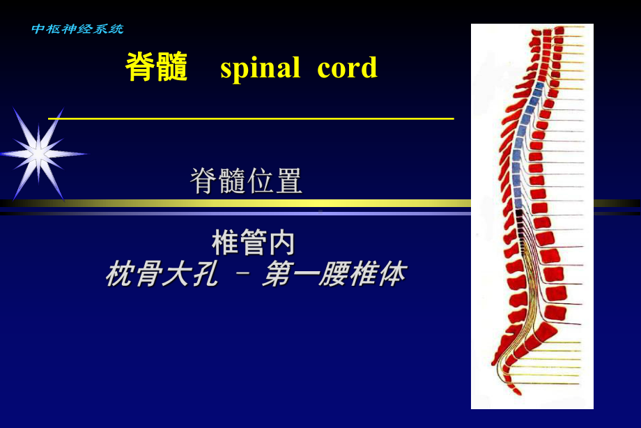 脊柱疾病的影像学诊断-课件.ppt_第2页