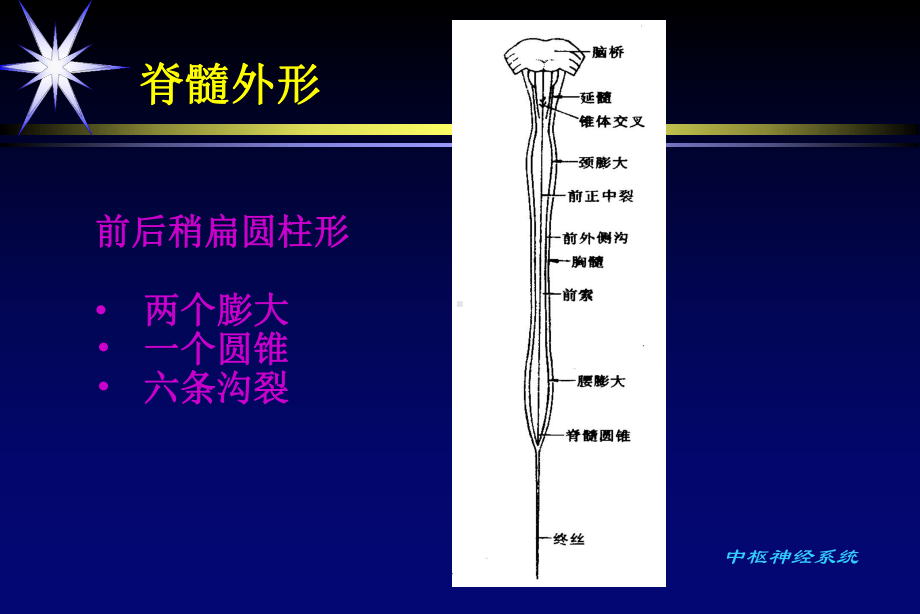 脊柱疾病的影像学诊断-课件.ppt_第3页