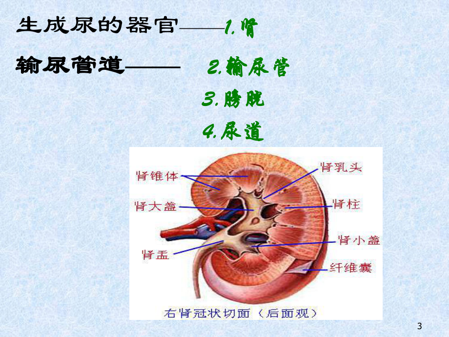 解剖泌尿系统课件-2.ppt_第3页