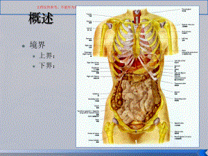 腹部医学知识讲座培训课件.ppt