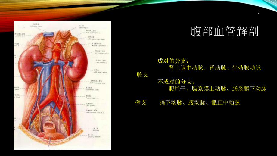 腹部血管疾病的超声诊断培训课件.ppt_第2页