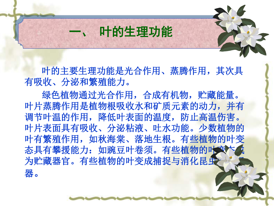 植物学第三章第三节叶课件.ppt_第2页