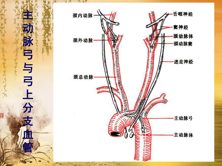 脑动脉系解剖课件.pptx_第2页