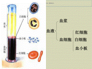 血细胞主题医学知识课件.ppt