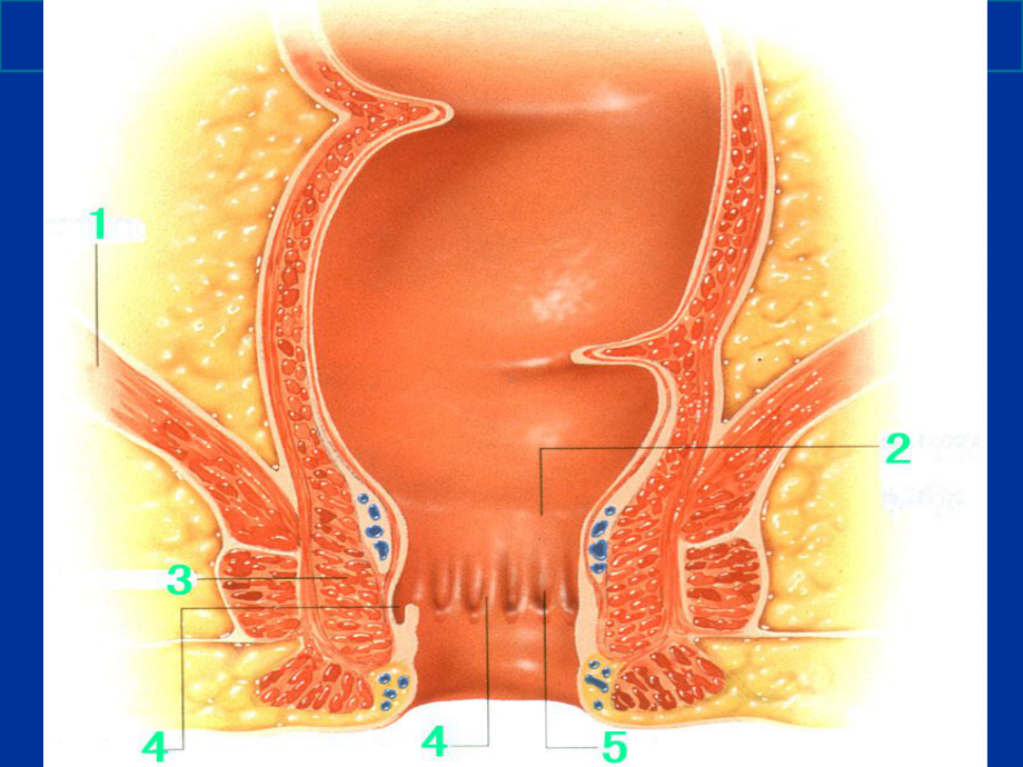 直肠肛管解剖培训课件1.ppt_第3页