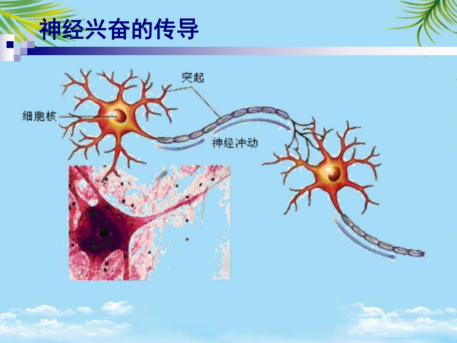 通过神经系统的调节贾艳课件.ppt_第3页