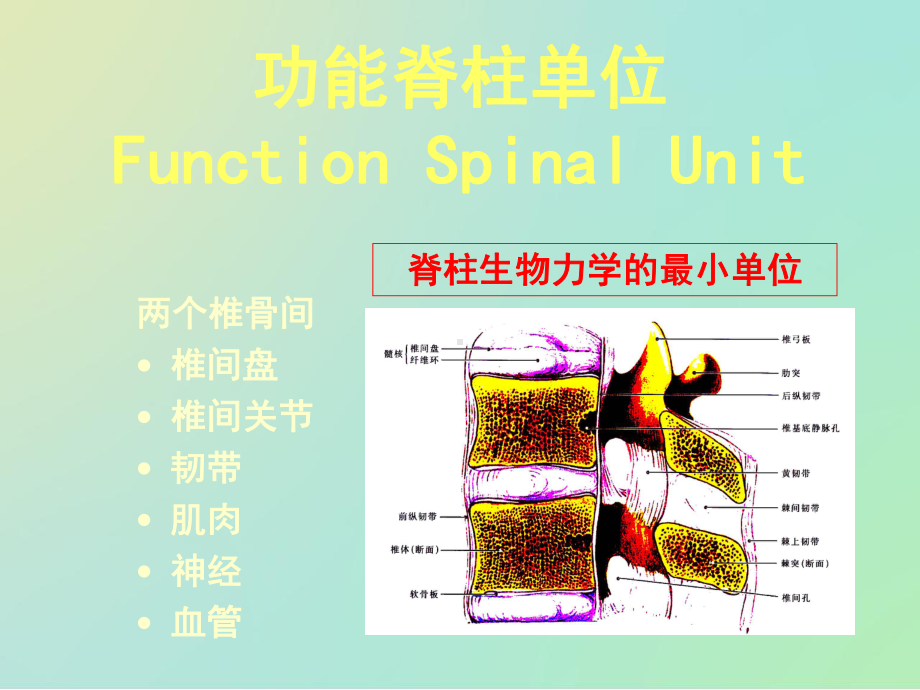 腰椎不稳的诊断与治疗课件.ppt_第2页