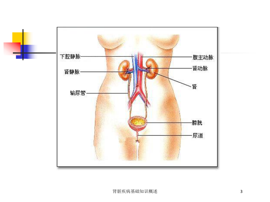 肾脏疾病基础知识概述培训课件.ppt_第3页