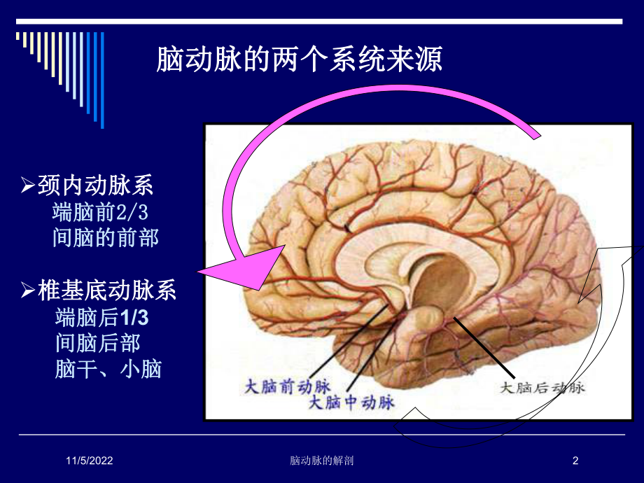 脑动脉的解剖培训课件.ppt_第2页