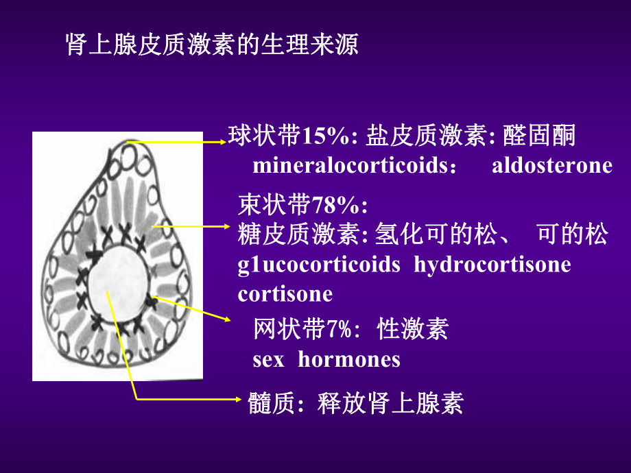 药理学第2版35肾上腺皮质激素类药物课件.pptx_第3页