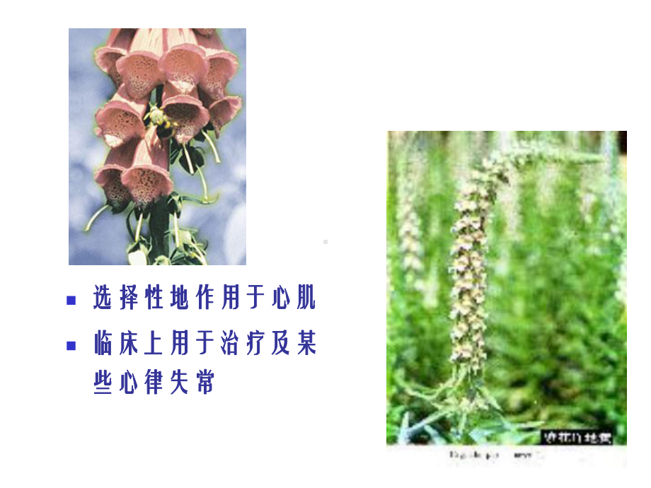 药理学课件之心力衰竭药物-副本.ppt_第3页