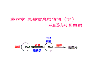 生物信息的传递(下)-翻译-PowerPoint课件.ppt