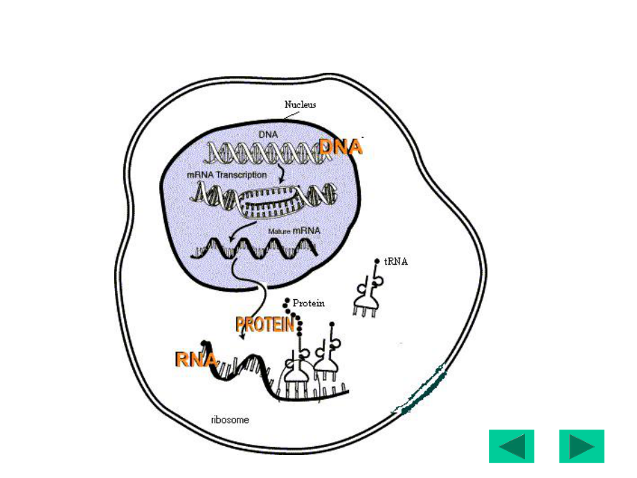 生物信息的传递(下)-翻译-PowerPoint课件.ppt_第3页