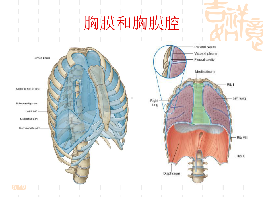 胸腔-医学知识讲座课件.ppt_第3页