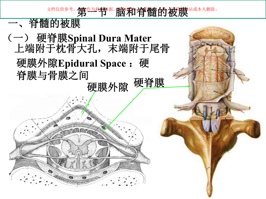 脑膜脑血管解剖图课件.ppt_第1页