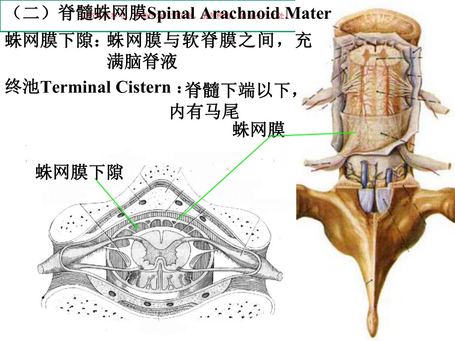 脑膜脑血管解剖图课件.ppt_第2页