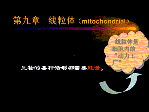 线粒体作用机理课件.ppt