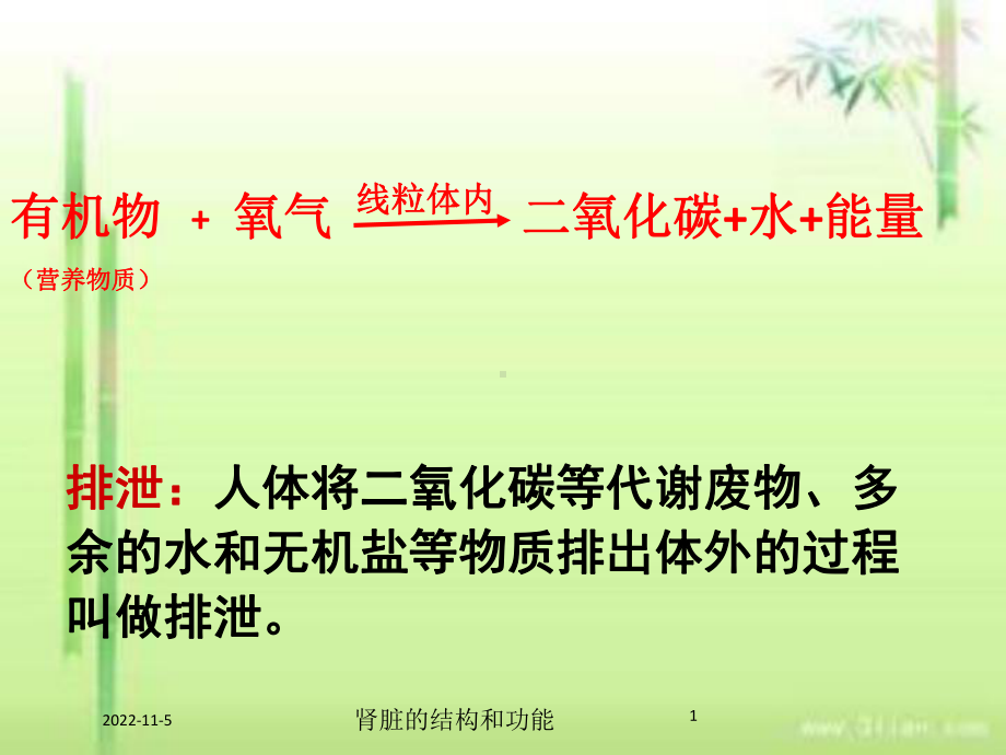 肾脏的结构和功能培训课件.ppt_第1页