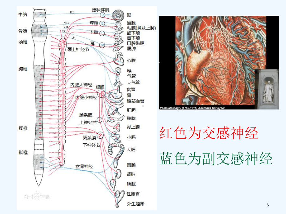 自主神经调节治疗心血管疾病研究进展课件.ppt_第3页