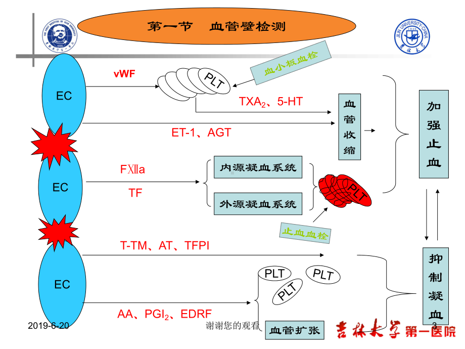 临床医学五年制实验诊断学通用模板课件.pptx_第3页