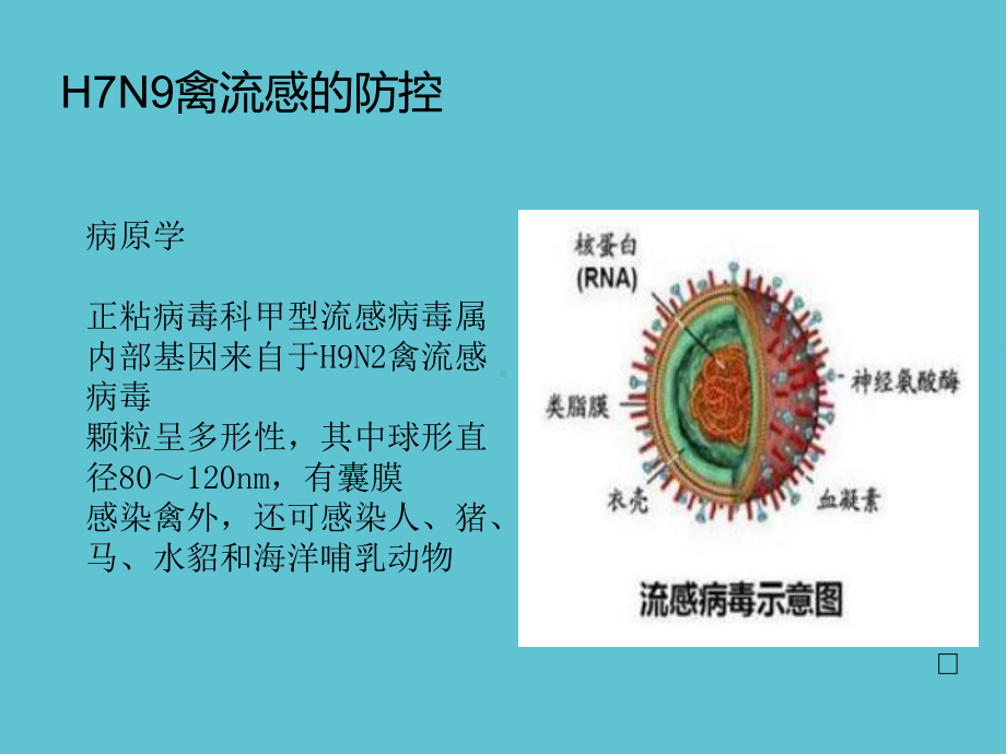 预防HN禽流感讲解课件.ppt_第3页