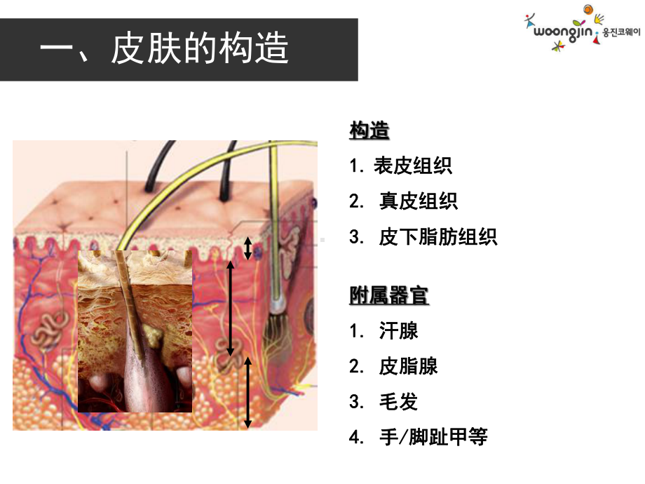 皮肤知识聪版课件.ppt_第3页