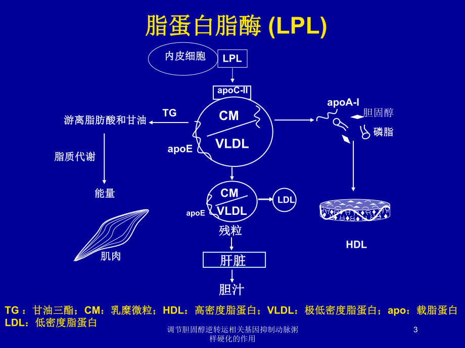 调节胆固醇逆转运相关基因抑制动脉粥样硬化的作用培训课件.ppt_第3页