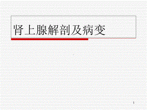 肾上腺解剖及病变教学课件.ppt