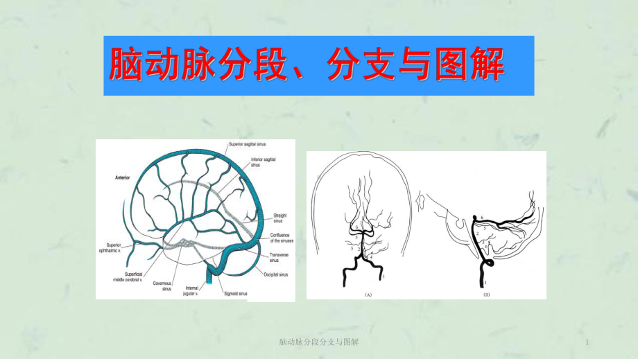 脑动脉分段分支与图解课件.ppt_第1页