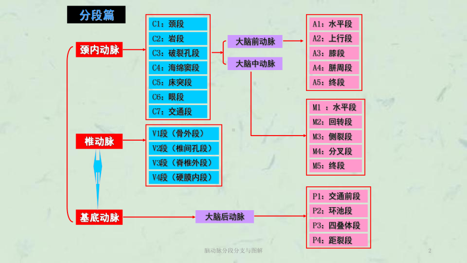 脑动脉分段分支与图解课件.ppt_第2页