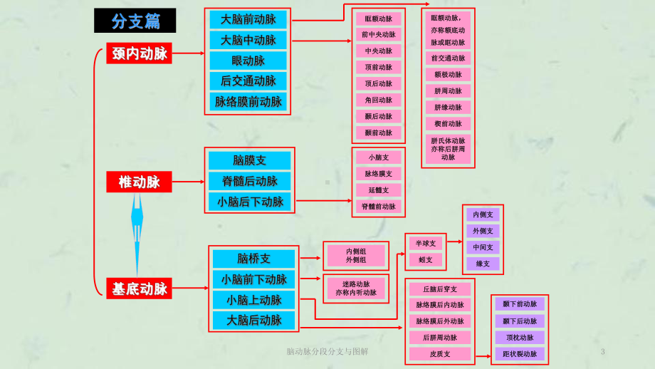 脑动脉分段分支与图解课件.ppt_第3页