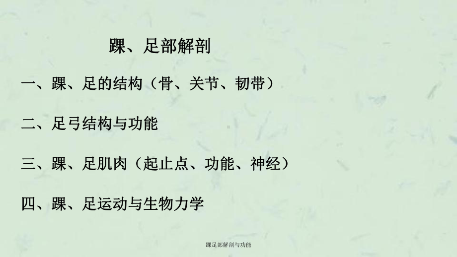 踝足部解剖与功能课件.ppt_第2页