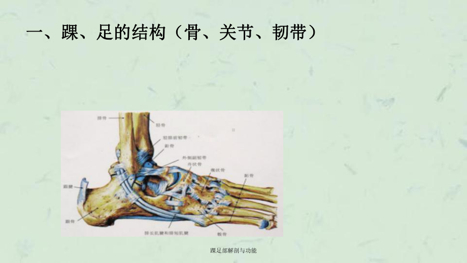 踝足部解剖与功能课件.ppt_第3页