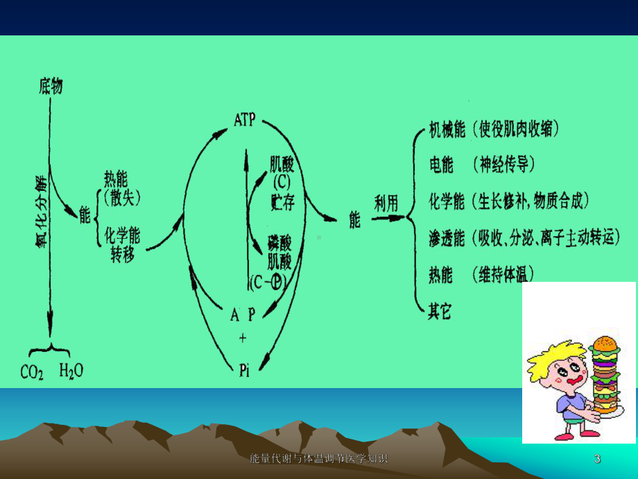 能量代谢与体温调节医学知识培训课件.ppt_第3页