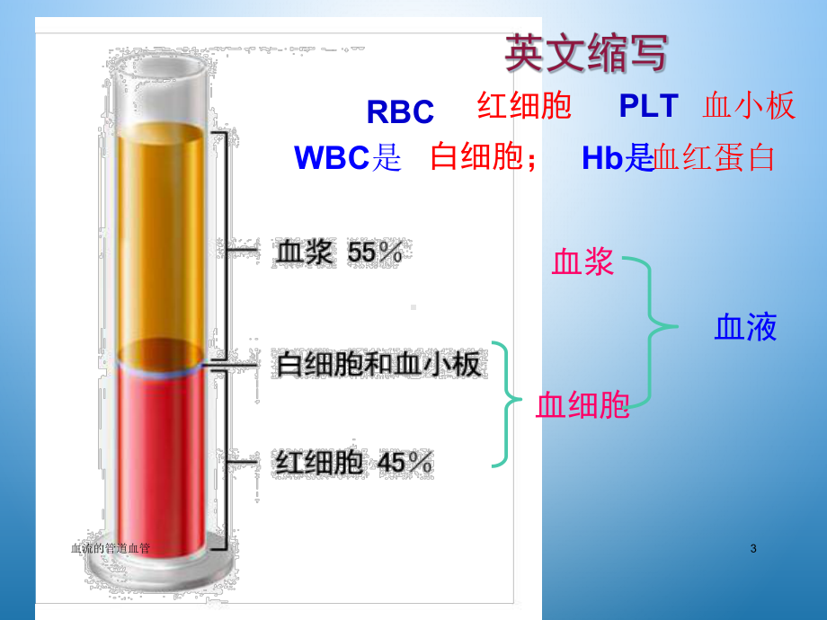 血流的管道血管课件.ppt_第3页