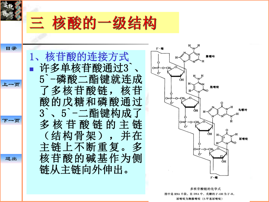 生物化学课件—核酸DNA的结构RNA的结构与功能.ppt_第3页