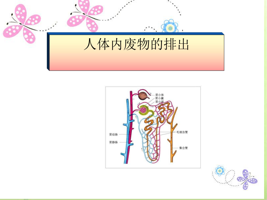 人体内废物的排出13-课件.ppt_第1页