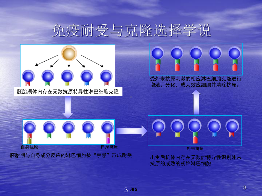 自身免疫性疾病及免疫检测课件.ppt_第3页