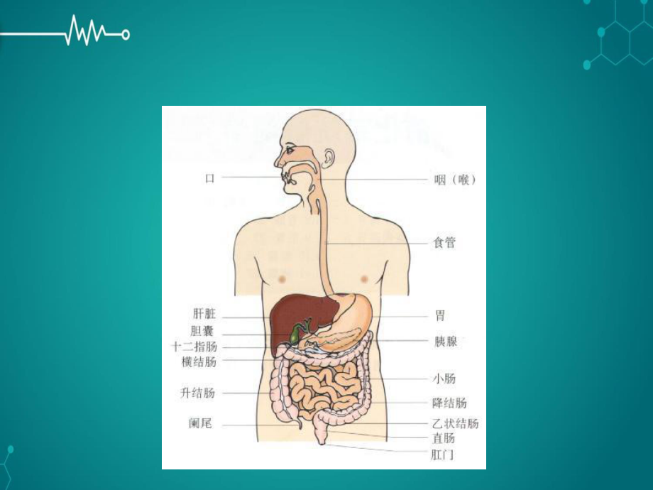 西医诊断学呕血与便血课件.pptx_第3页