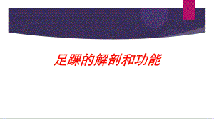 足踝的解剖和功能培训课件.ppt