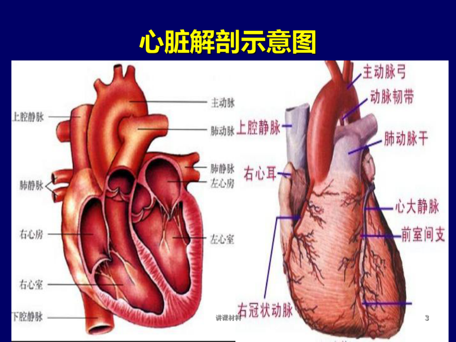 重症心力衰竭的药物治疗(特制材料)课件.ppt_第3页