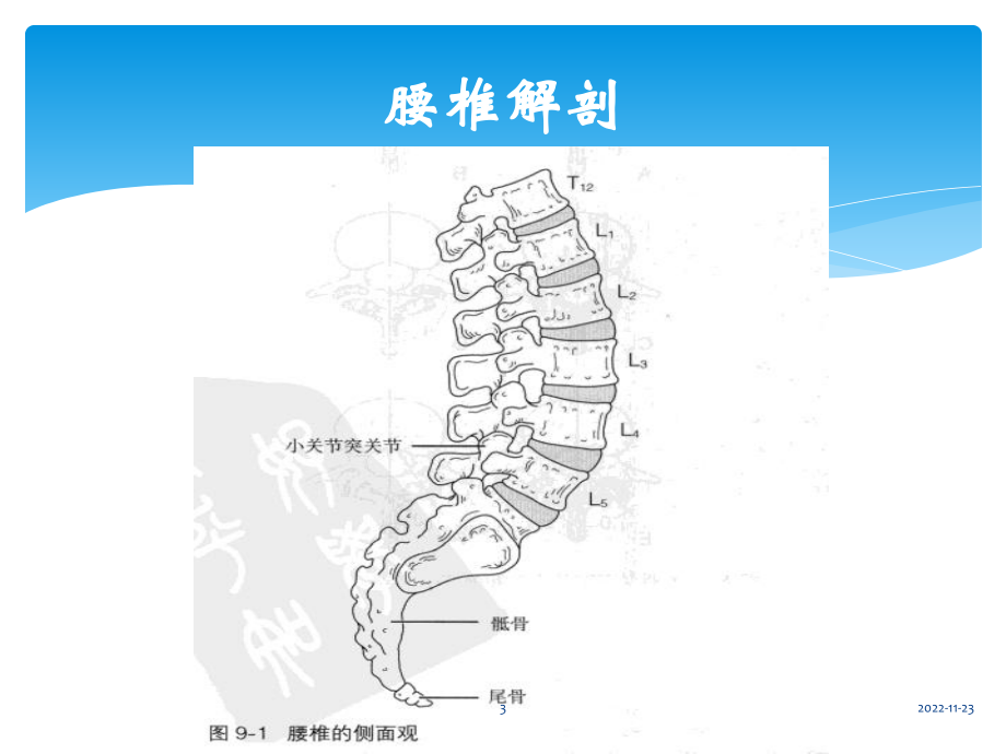 腰椎检查评估(课堂)课件.pptx_第3页