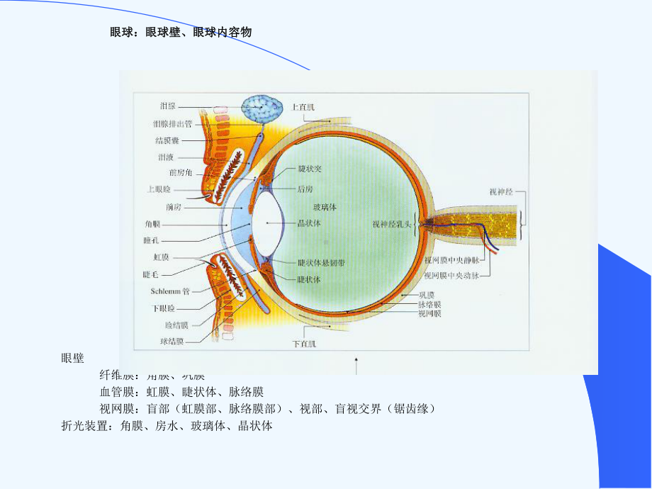 超声医学解剖课件.ppt_第2页