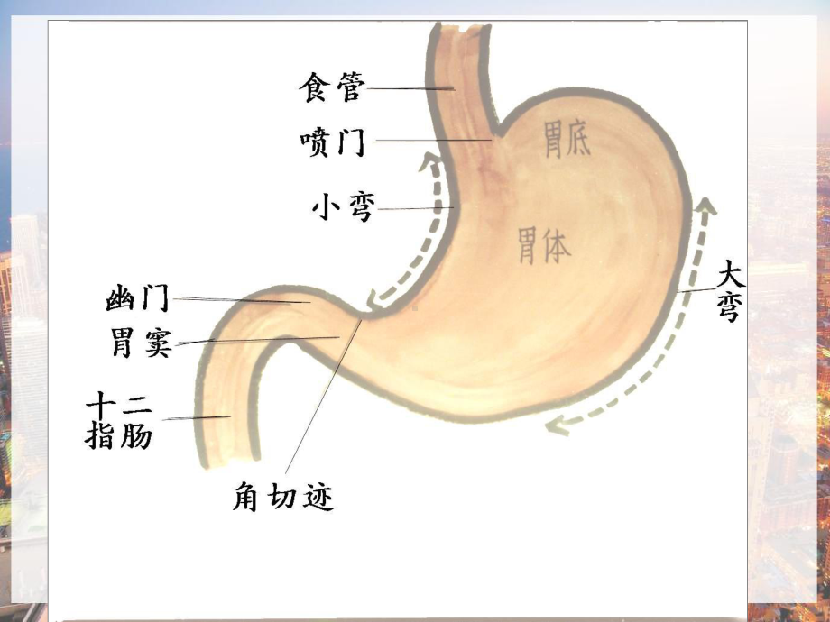 贲门癌的围手术期护理-课件.pptx_第3页