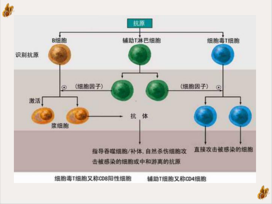 营养与肿瘤课件-2.ppt_第3页