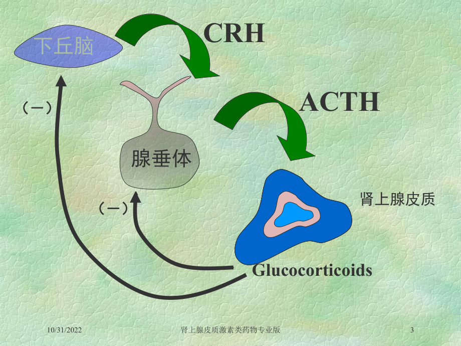 肾上腺皮质激素类药物专业版培训课件.ppt_第3页